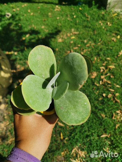 Каланхоэ тирсифлора