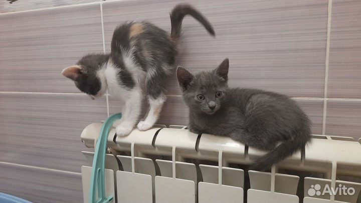 Две девочки ищут дом