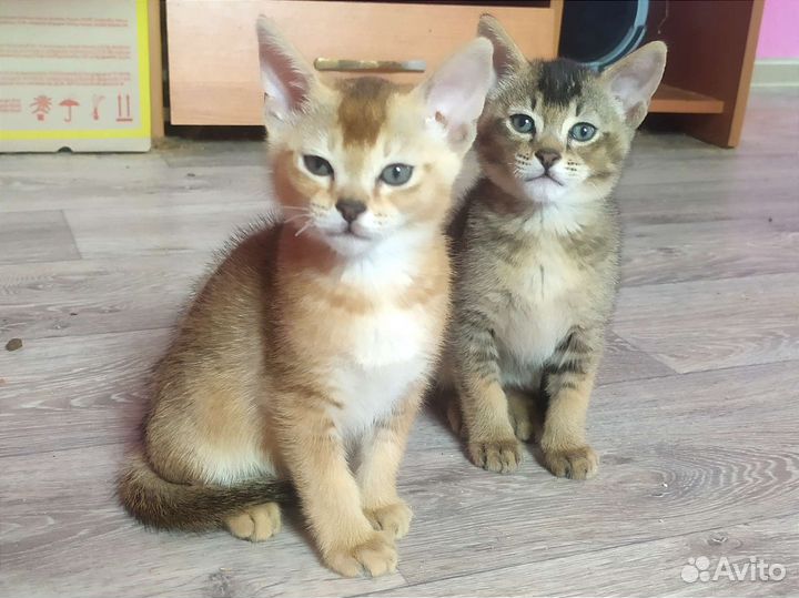 Котята чаузи