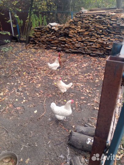 Куры несушки