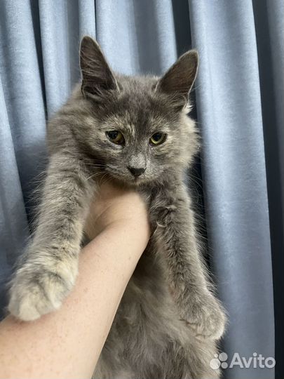 Кошка в дар шотландская