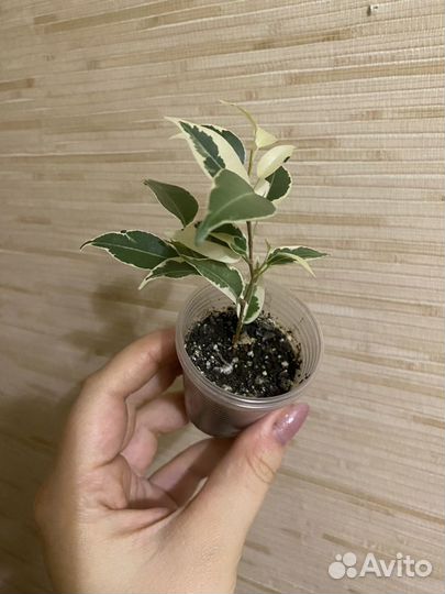 Фикусы черенки