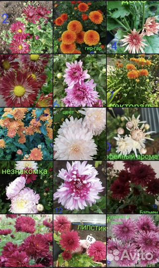 Ирисы, лилейники, флоксы и другая красота