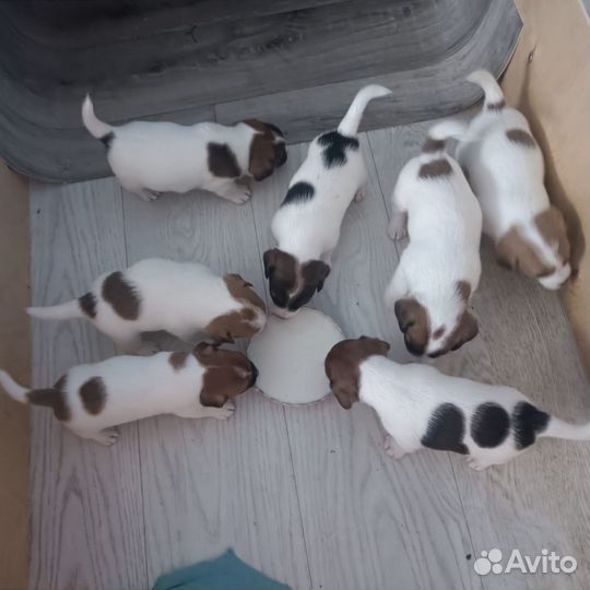 Щенки джек Рассел терьер