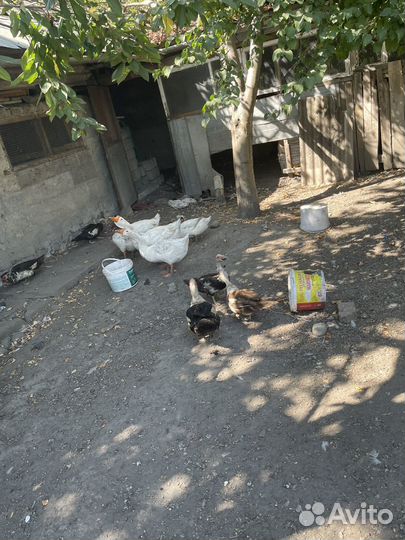 Гуси утки