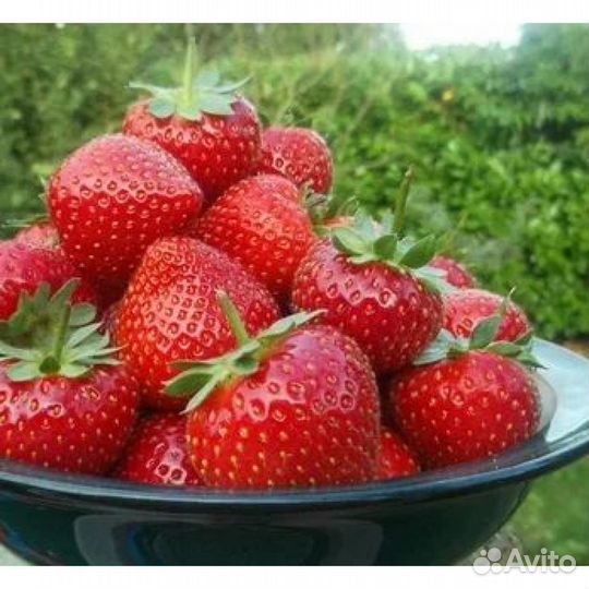 Клубника рассада Мурано