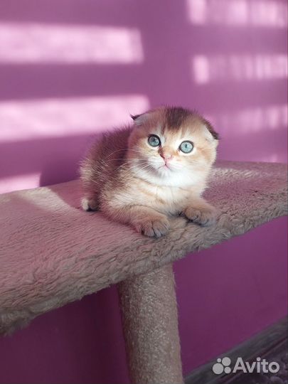 Шотландские котята