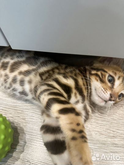 Бенгальский котенок