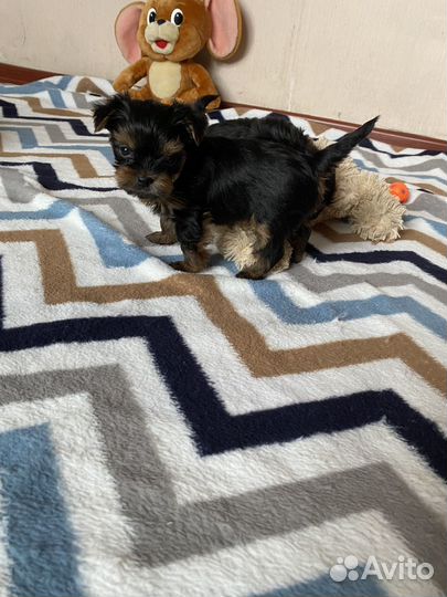 Йоркширский терьер