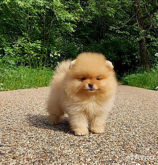 Померанский шпиц,щенки