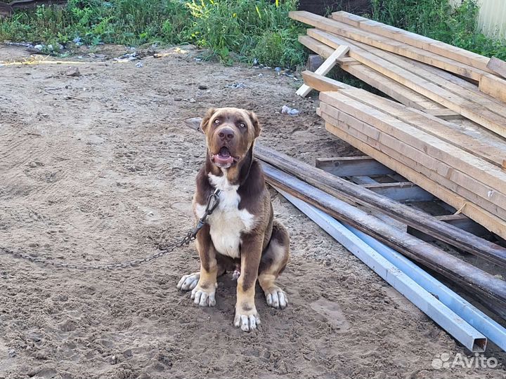 Алабай щенок