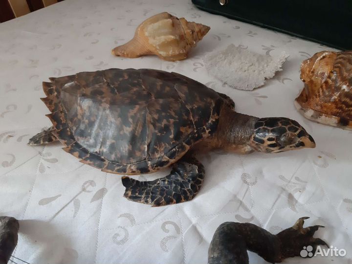 Чучело крокодила,черепахи,фугу
