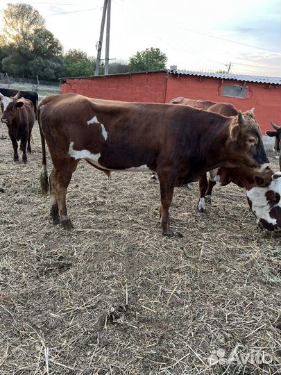 Бычки на откорм сименталы