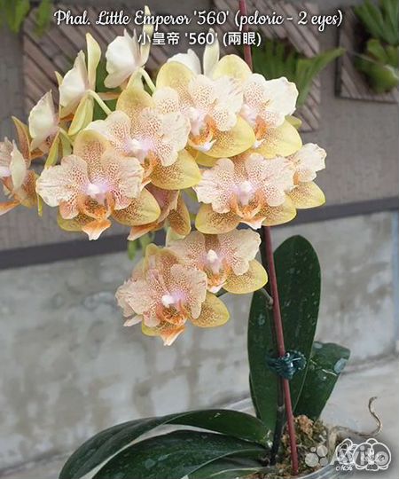 Орхидея фаленопсис