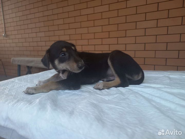 Щенки Хортой борзой