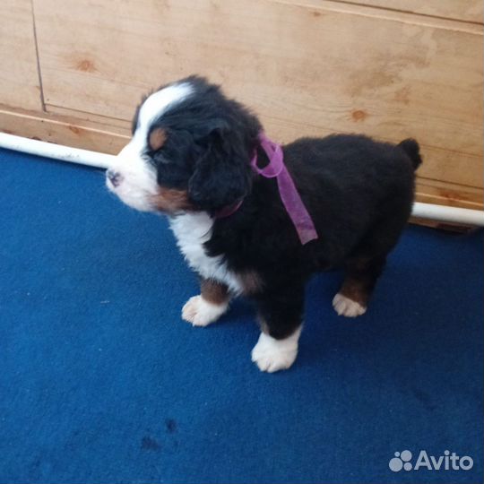 Очень шустренькая девочка Бернский зенненхунд