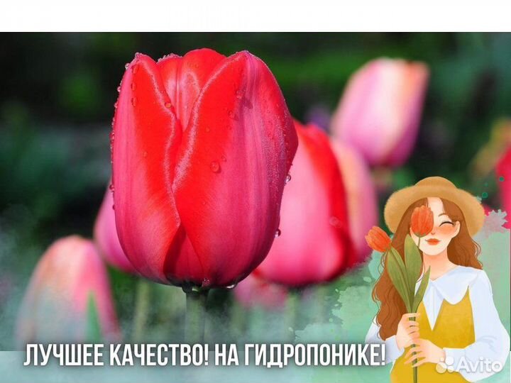 Цветы розы оптом в Ногинске, купить саженцы роз по оптовой цене в г. Ногинск