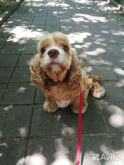 Выгул собак