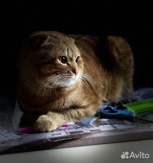 Кот милашка