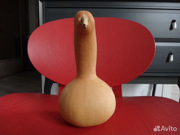 Тыква декоративная, сухая-сувенир