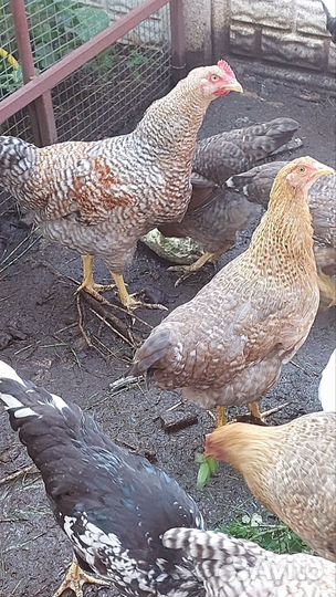 Молодые петухи