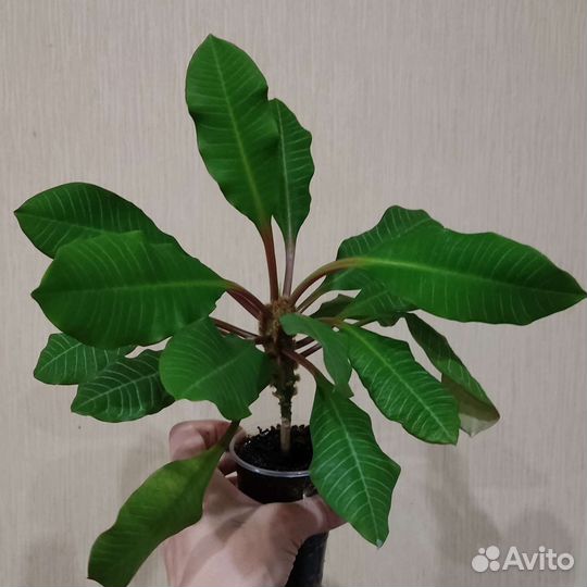 Комнатные растения