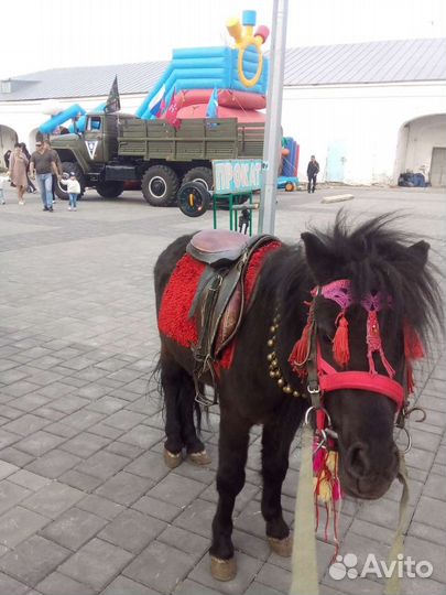 Жеребец пони обмен