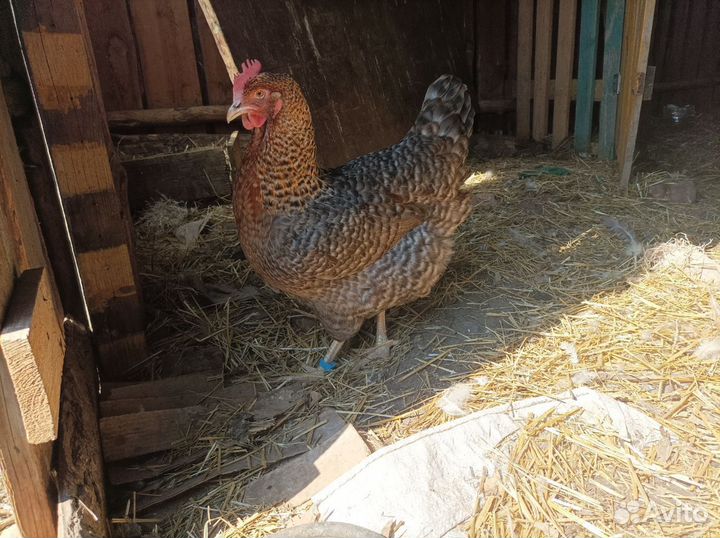 Инкубационные яйца Билефельдер Криль