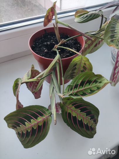 Маранта триколор