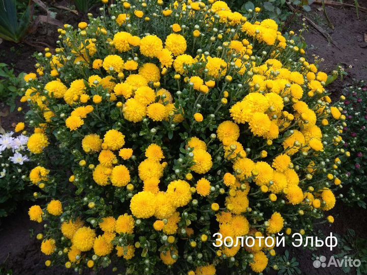 Хризантема-мультифлора