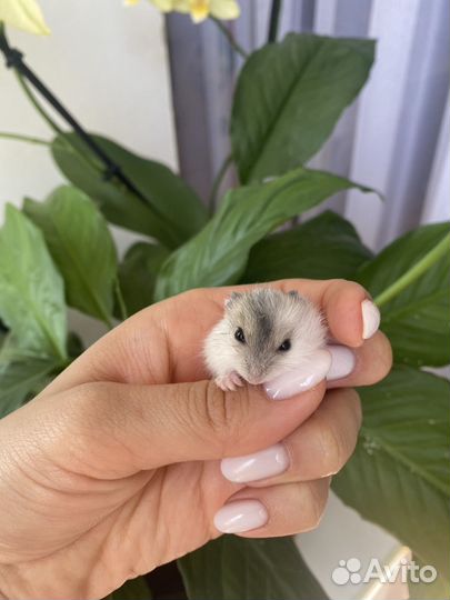 Хомяки джунгарики