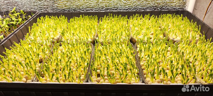 Микрозелень