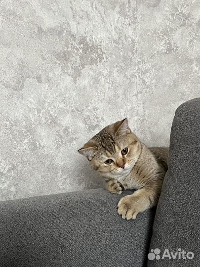 Шотландский кот