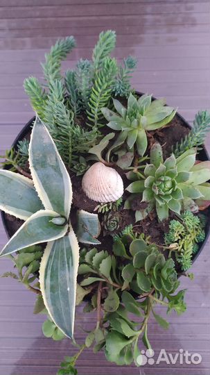 Флорариум суккуленты