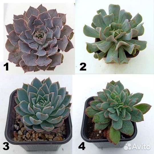 Суккуленты