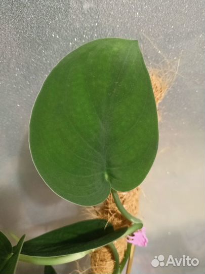 Сциндапсус жаде сатин редкий коллекционный сорт