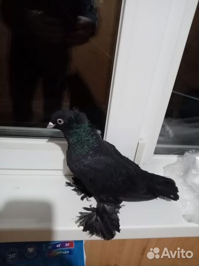 Продам голубей