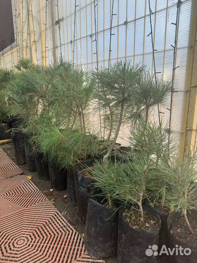 Крымская сосна