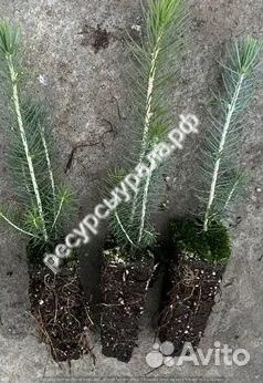 Закрытая система зкс сосна ель обыкновенная окс