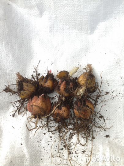 Луковицы лилии