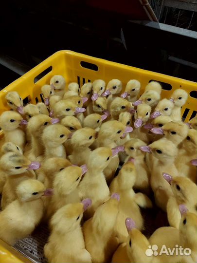 Бройлеры, индюшата