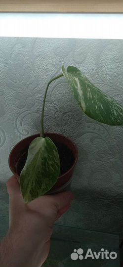 Монстера вариегатная альба