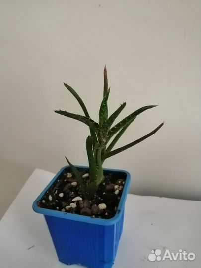 Суккуленты