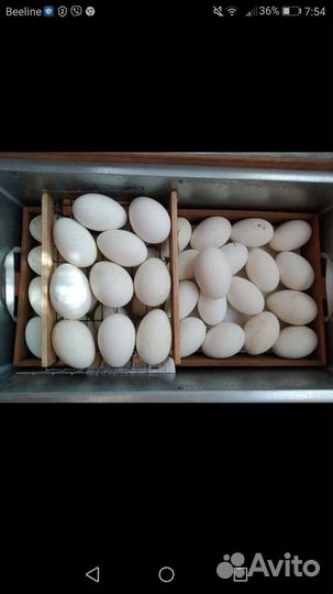 Гусиное яйцо