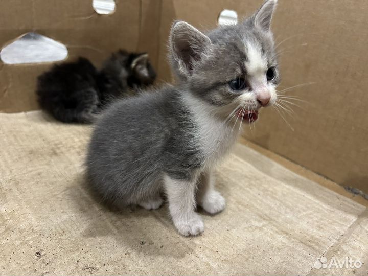 Котята в добрые руки бесплатно