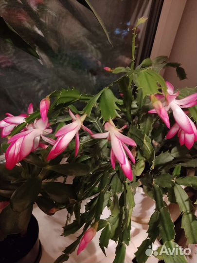 Декабрист. Сансевиерии трехполосная, дунери