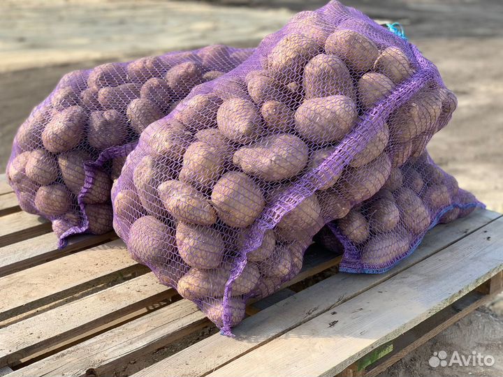 Продам картофель