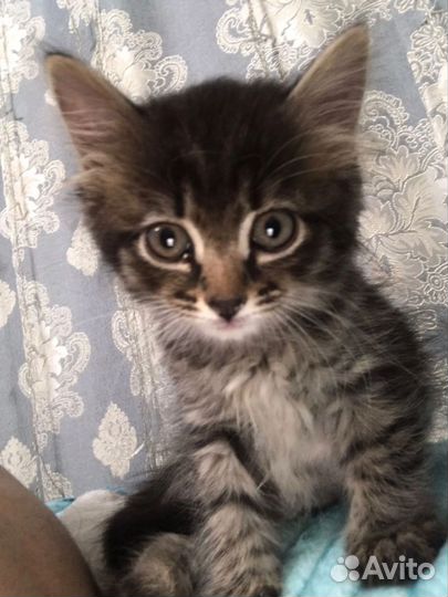 Кошка в дар бесплатно