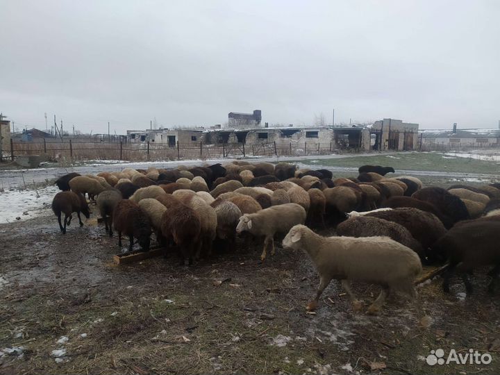 Бараны курдючные