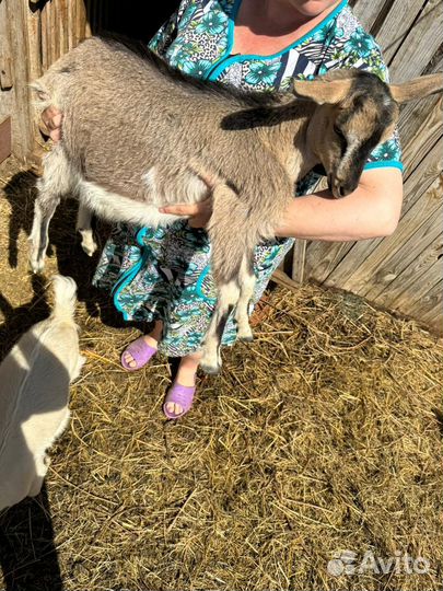 Козы, козлята, козёл на племя